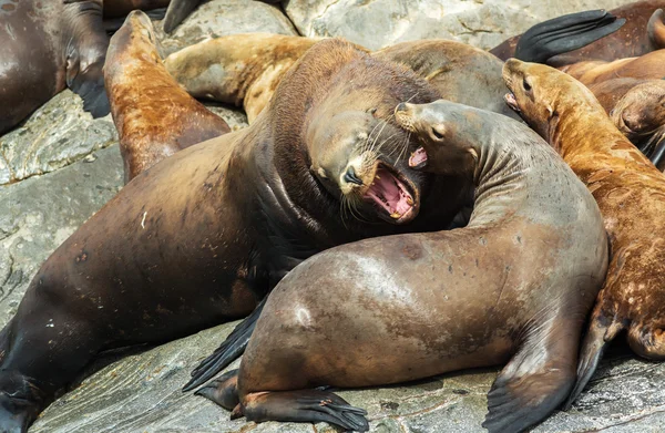 Rookery Steller sea lions. Island in Pacific Ocean near Kamchatka Peninsula.