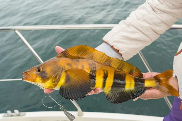 Mackerel on hook. Bottom sea fishing in the Pacific near Kamchatka.