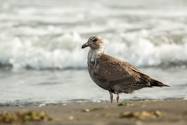 Pacific Gull on the shore of Ocean.