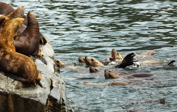 Rookery Steller sea lions. Island in Pacific Ocean near Kamchatka Peninsula.