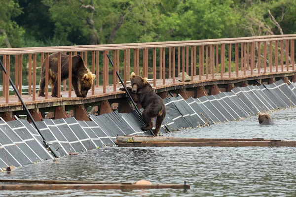 Three young brown bear on fence to account for fish. Kurile Lake.