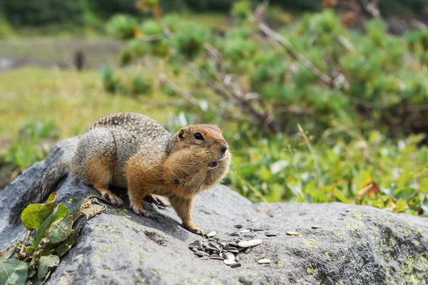 Arctic ground squirrel eating seeds on rock. Kamchatka.