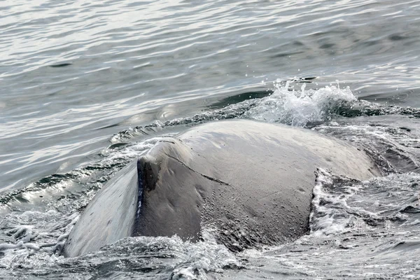 Fin on the back of humpback whale in Pacific Ocean. Water area near Kamchatka Peninsula.
