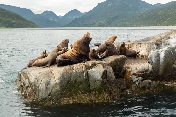 Rookery Steller sea lions. Island in Pacific Ocean near Kamchatka Peninsula.