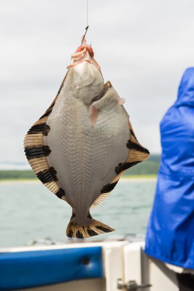 Flounder on hook. Bottom sea fishing in the Pacific near Kamchatka.