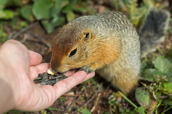 Arctic ground squirrel eats seeds from human hands. Kamchatka.
