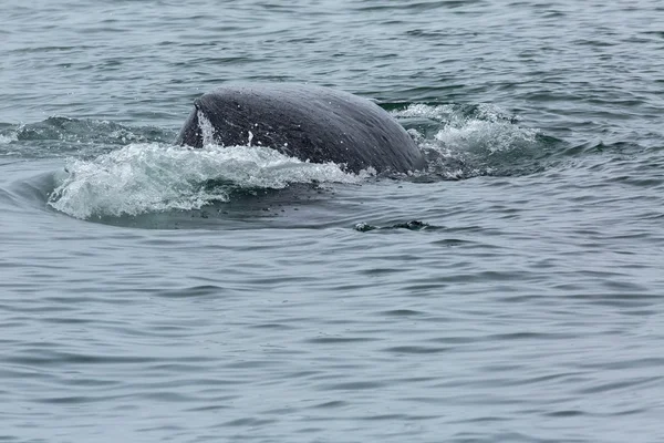 Fin on the back of humpback whale in Pacific Ocean. Water area near Kamchatka Peninsula.