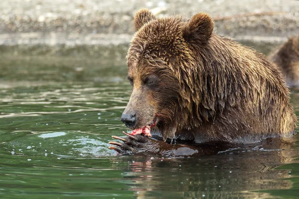 Brown bear eating a salmon caught in the Kurile Lake.
