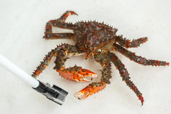 King kamchatka crab poses for camera.