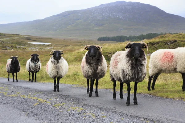 Herd of white sheep with black head on the road.