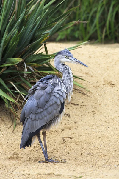 Grey heron.