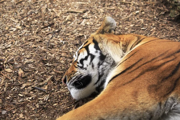 Amur tiger sleeps.