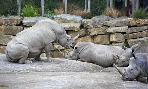 Herd of Southern White Rhinoceros.