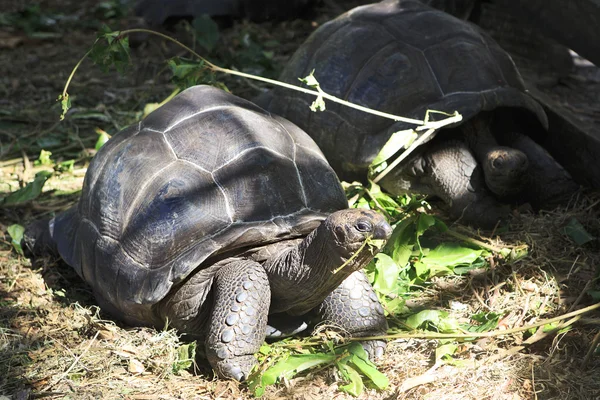 Aldabra giant tortoise eats leaves.
