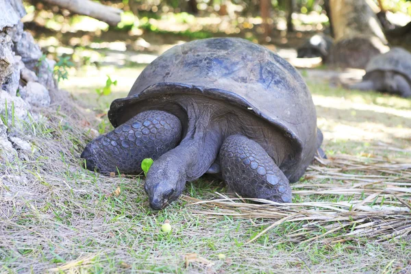 Aldabra giant tortoise eats grass