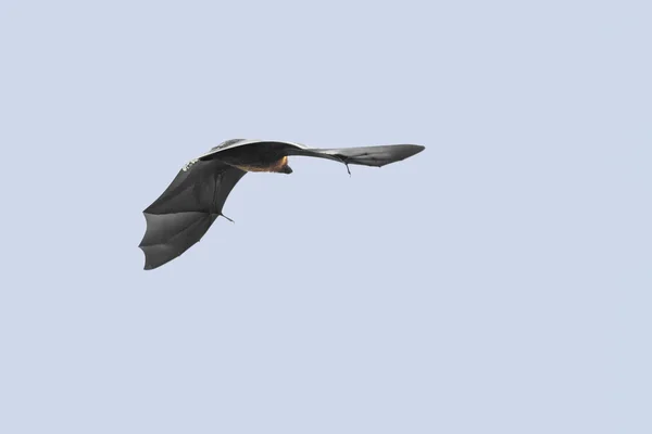 Seychelles flying fox flies in the sky