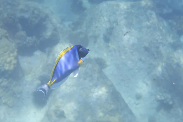 Powder Blue Tang