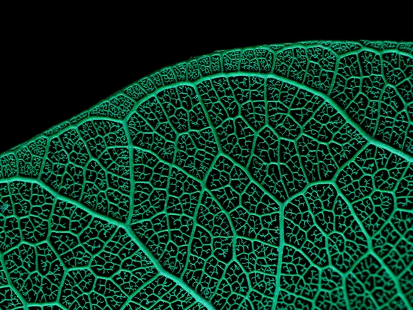 Texture or structure of a skeleton leaf.