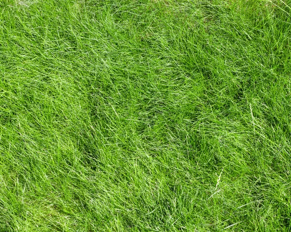 Green grass field