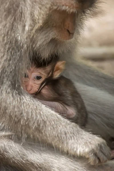 Small baby with mother rhesus monkeys