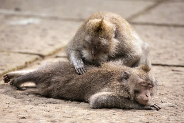 Monkey grooming spa in monkey forest