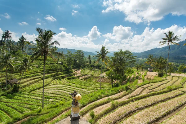 Terrace rice fields on sunny day