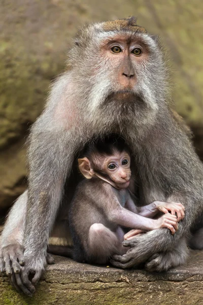 Small baby with mother rhesus macaque