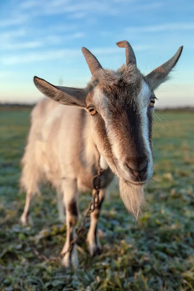 Cute and funny goat