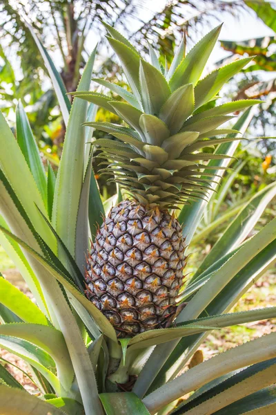Green pineapple growing on plantation