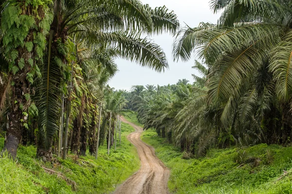 Empty road though palm oil tree plantations