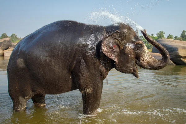 Elephant takes daily bath