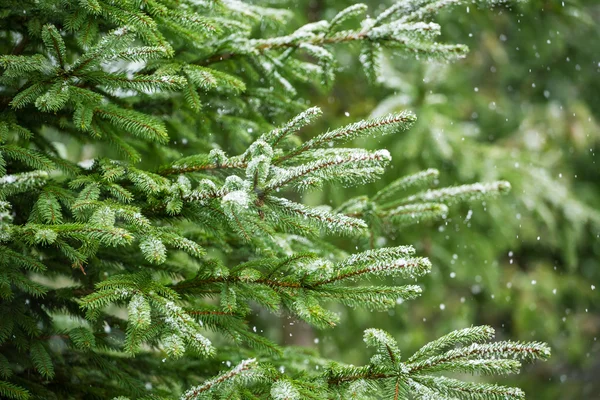Fir tree branches with snow