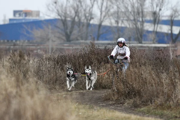 Sled dogs