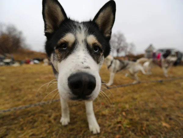 Husky sled dogs