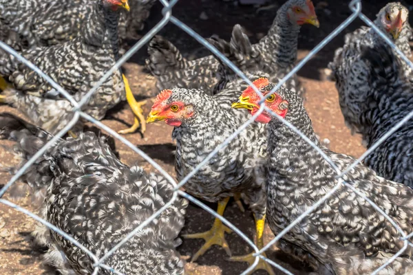 Plymouth Rock chicken