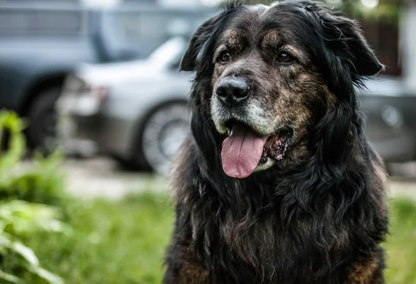 Big black dog rests outdoors. Security sentry Caucasian sheep-dog.