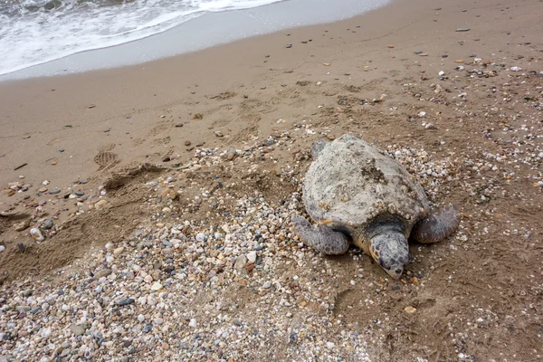 Dead sea turtle
