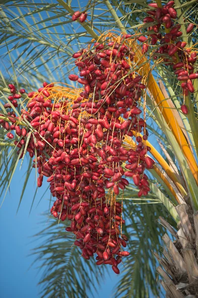 Palm date tree