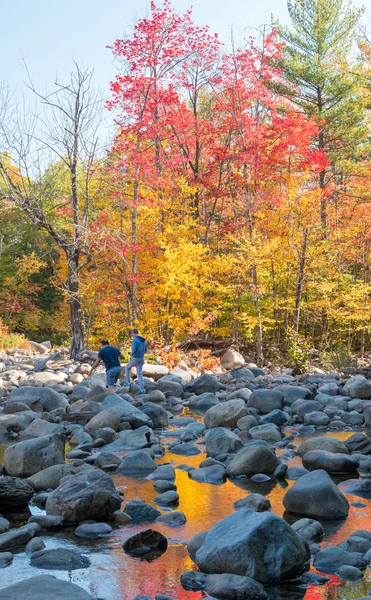 Foliage colors and vegetation