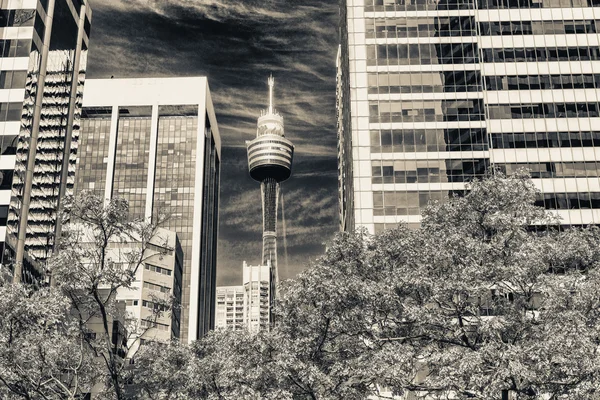 Sydney Tower and city skyscrapers