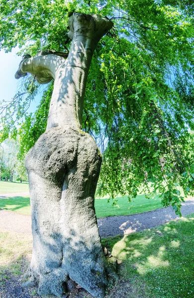 Giant tree on a beautiful park