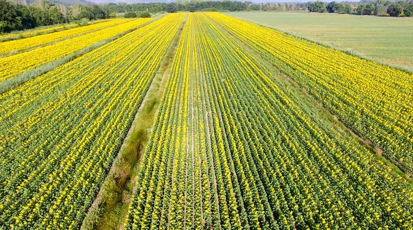 Aerial view of sunflowers field