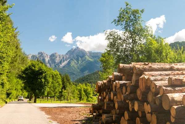 Timber pile in mountains