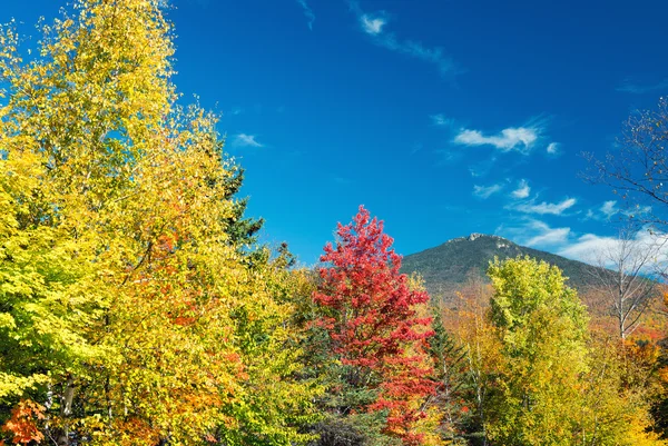 Autumn forest landscape