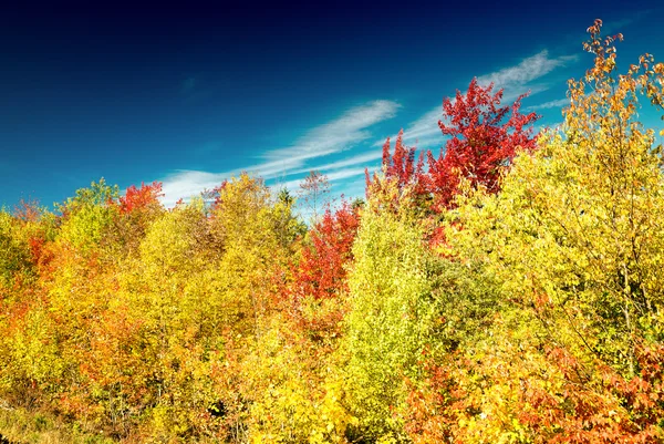 Autumnal landscape. Leaves and trees background, red foliage