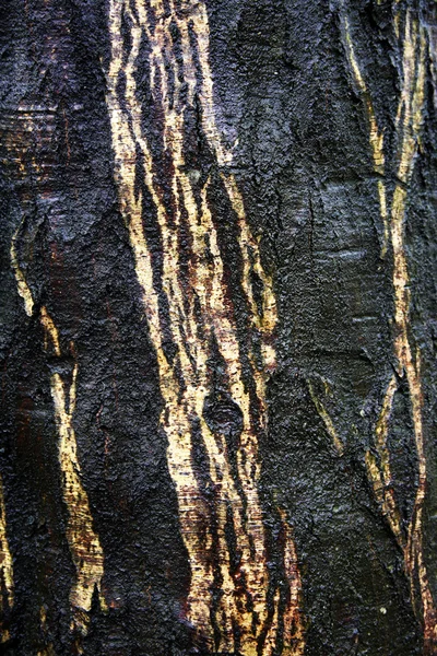 Dark bark texture