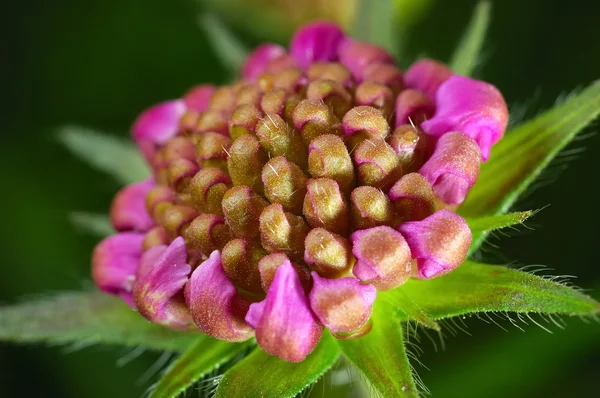 Pink Clover flower