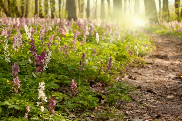 Vivid photo of spring forest and sun beams