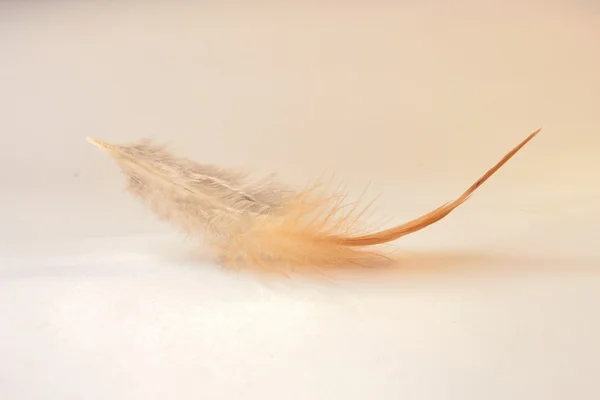 Single hazel feather close-up