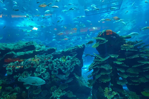 The Dubai Aquarium and Underwater Zoo in Dubai Mal